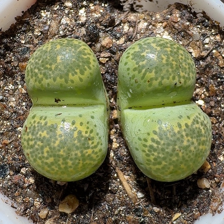 生石花1122222。  296