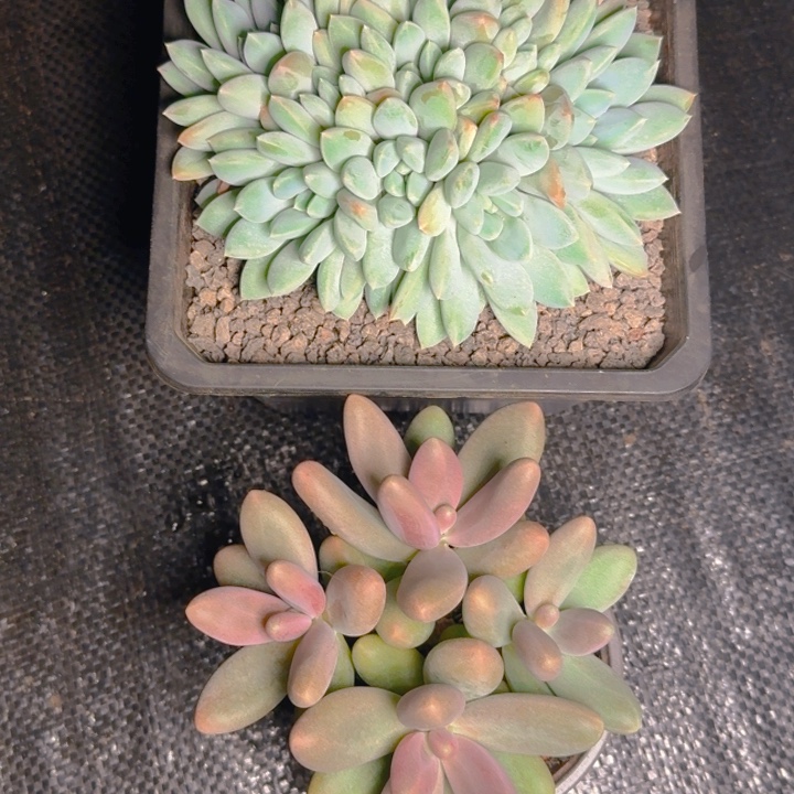 泊***风听风发货11111111111