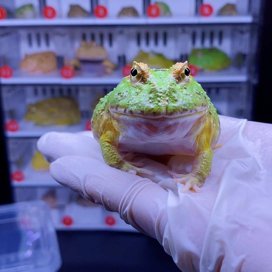 角蛙角蛙3-10cm闪购专享链接