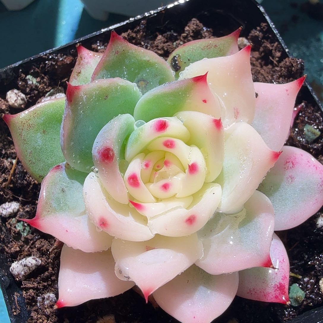 吉娃娃锦，多肉植物