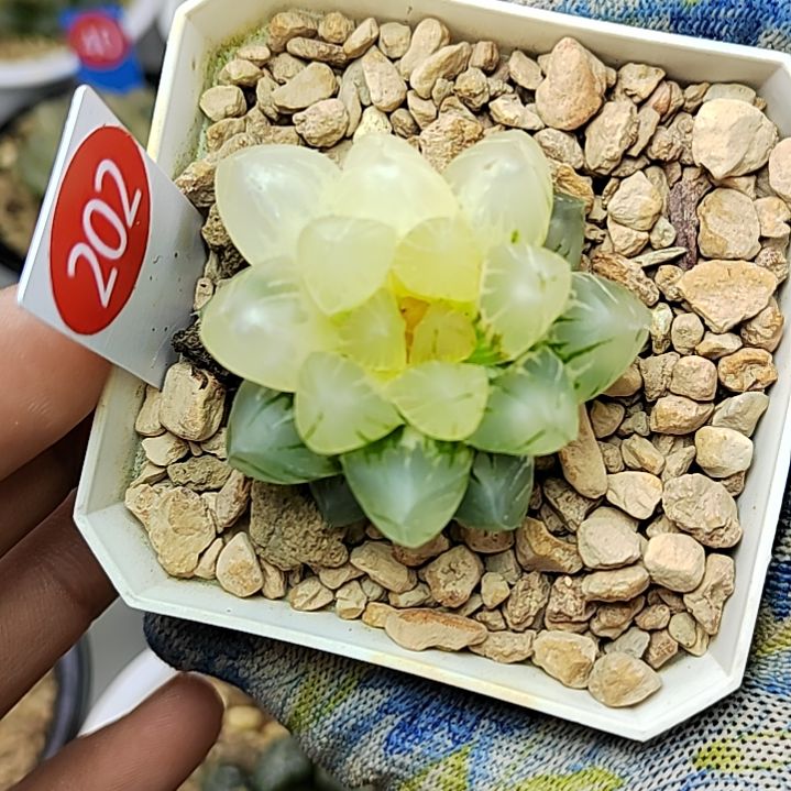 202灯芯OM4.3厘米左右一物一拍带盆土