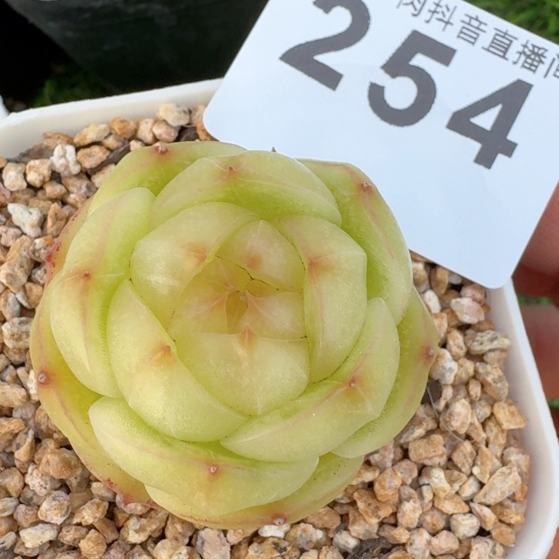 灵耀珍妮         多肉植物