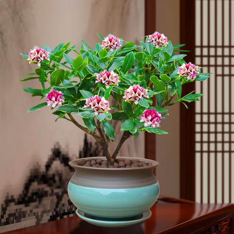 耐寒花卉瑞开花浓香好养观花植物室内客厅阳台办公室花