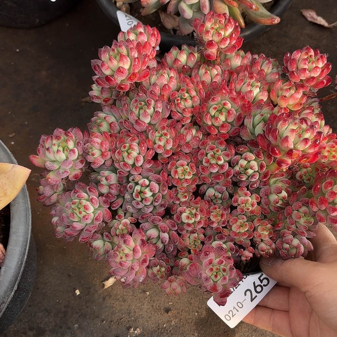 同温层多肉蓝苹果265