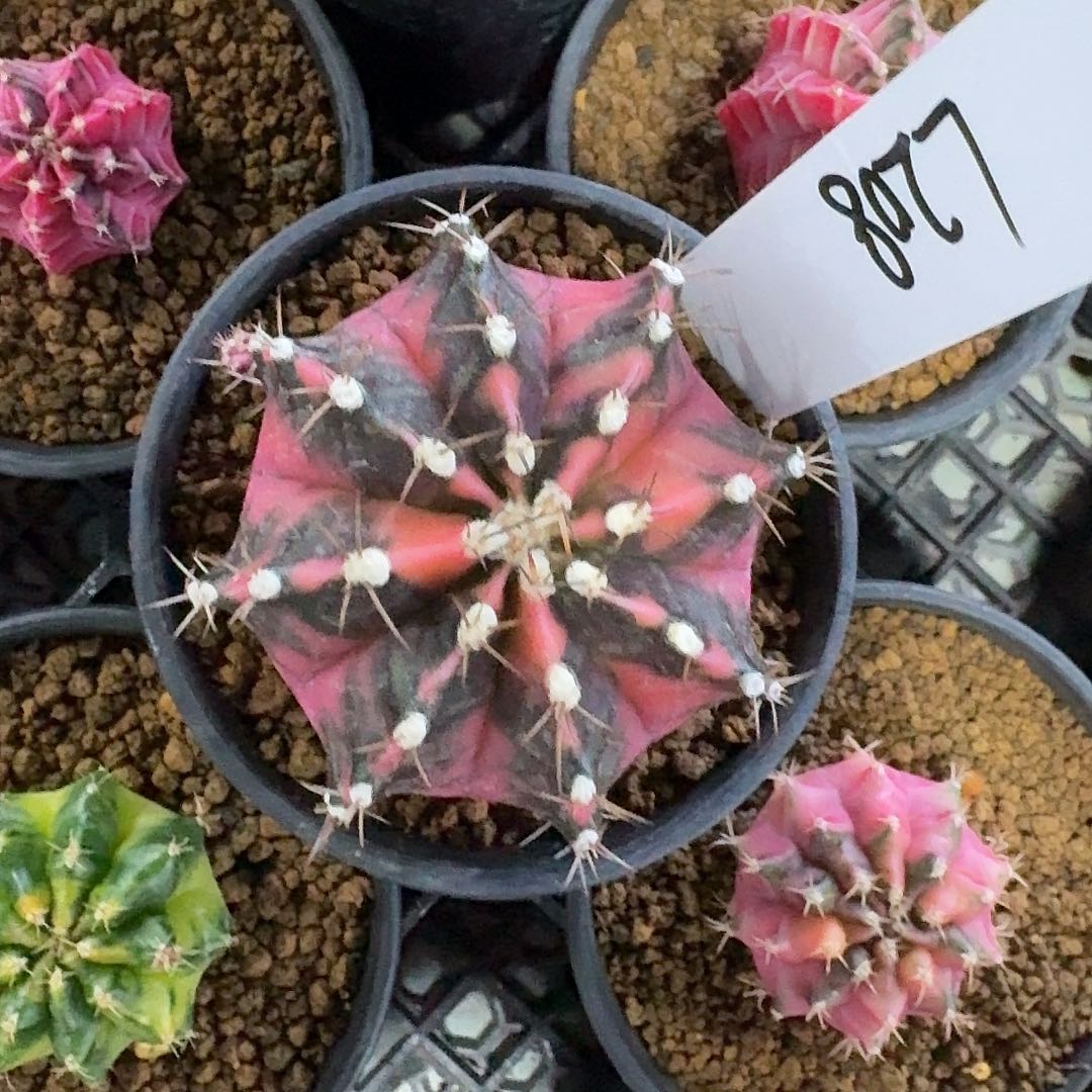 L208-1130广东发货