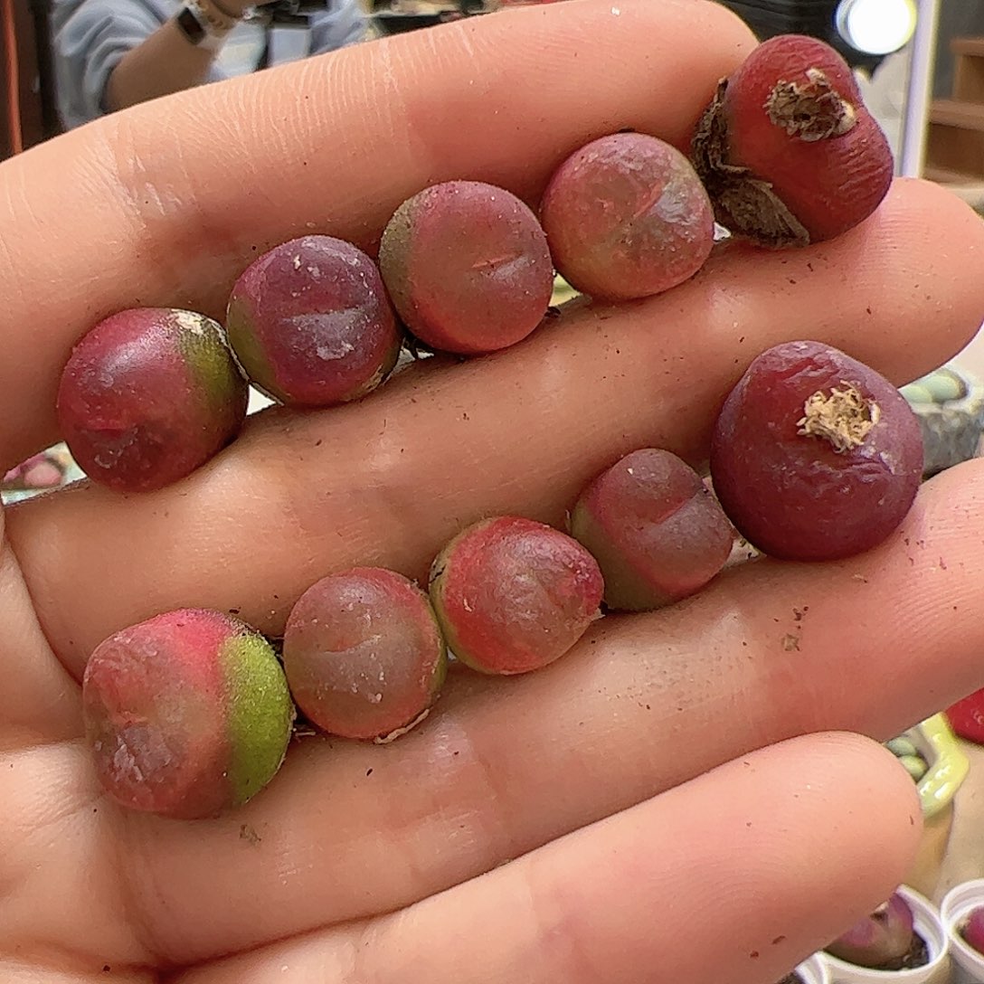 【闪购商品】189 水蜜桃