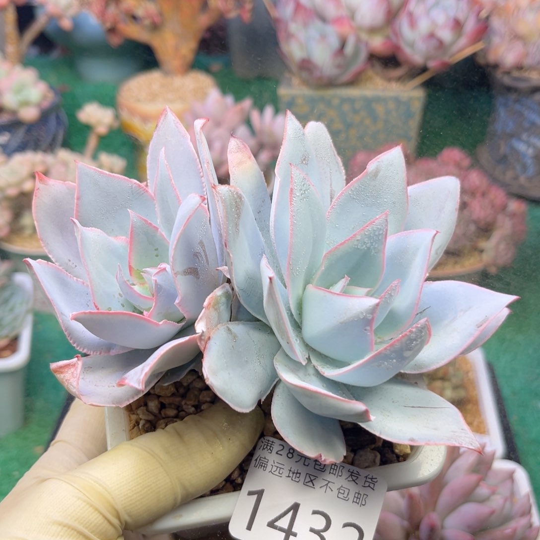 大1432，zv f g h h j m