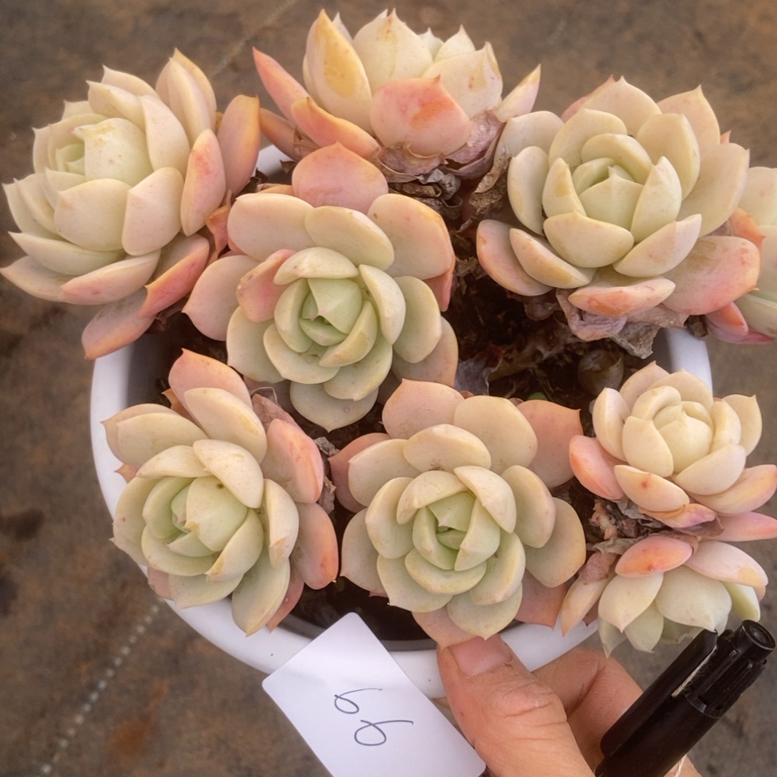 66 多肉多肉多肉多肉