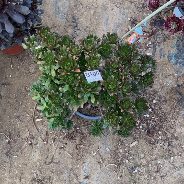 105绿茶多肉法师不包断枝