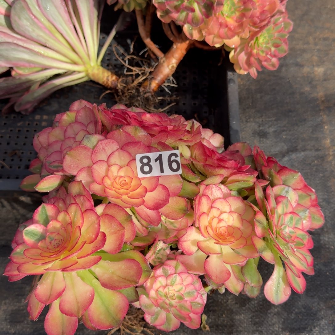 816多肉植物荔枝有断枝特价