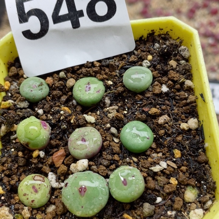 548小红嘴带盆满18包邮