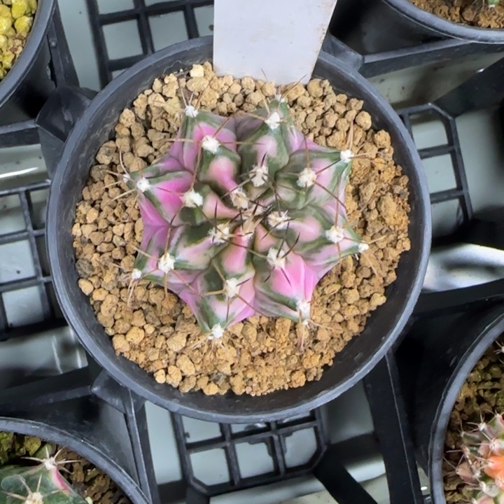 65-0224粉钻脱土发多肉