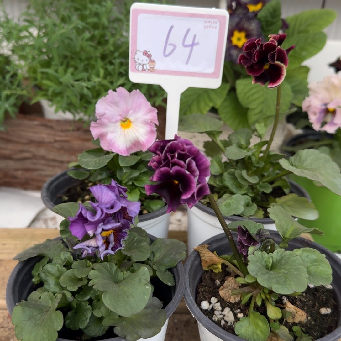 全部花朵1208 组合64号