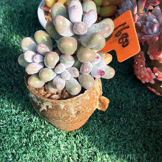 米可奶1680号码牌子的话