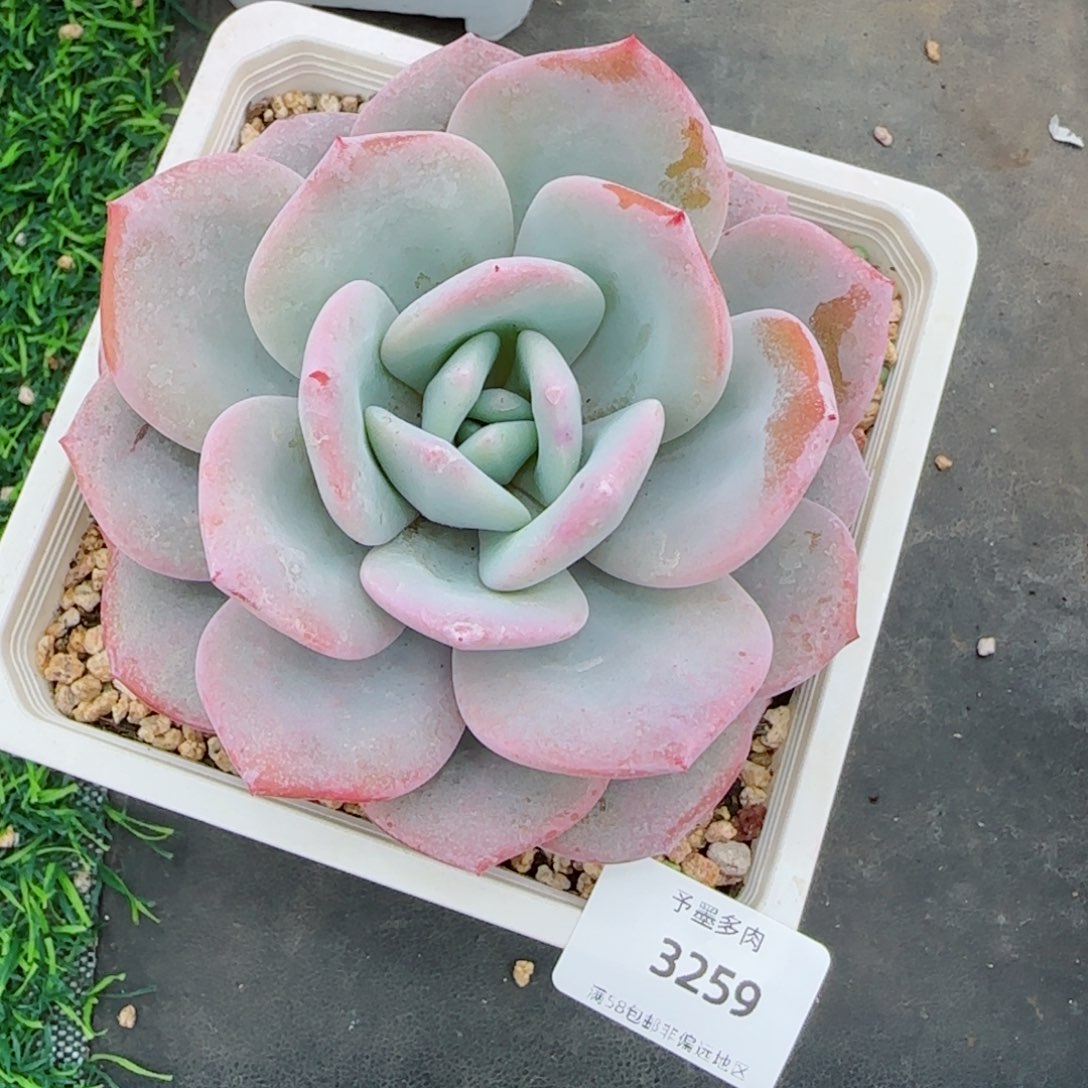 奶茶，3259多肉植物