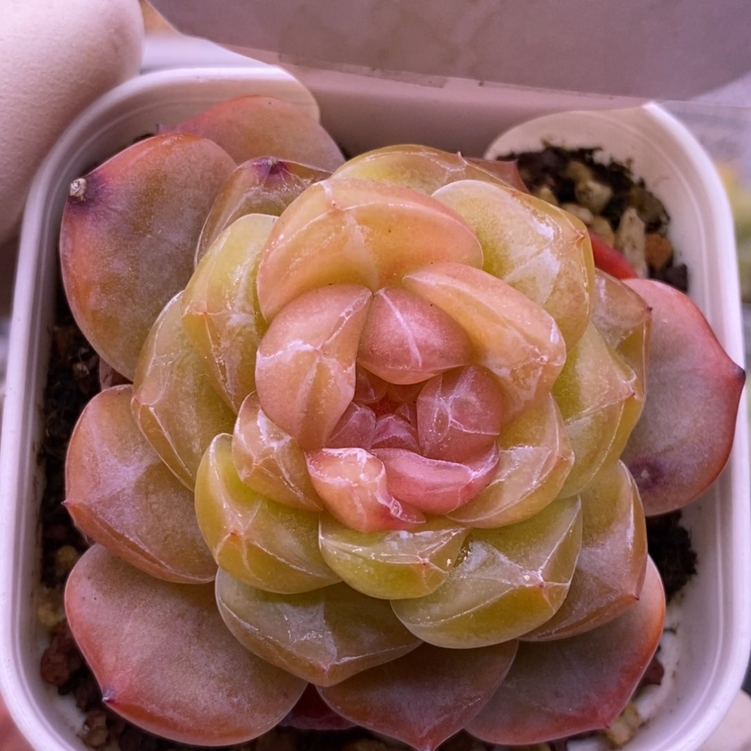 【闪购商品】08-118