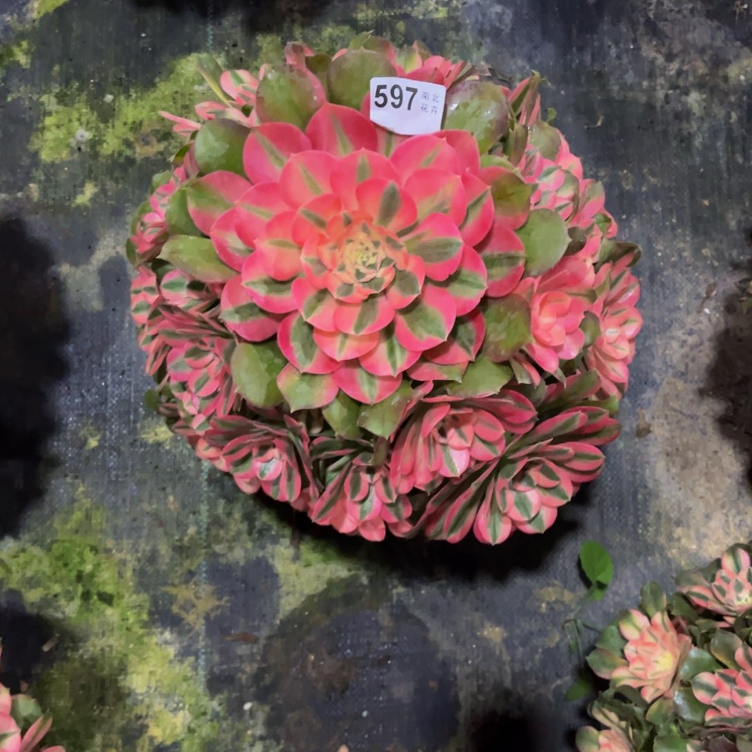 多肉香妃0000000597