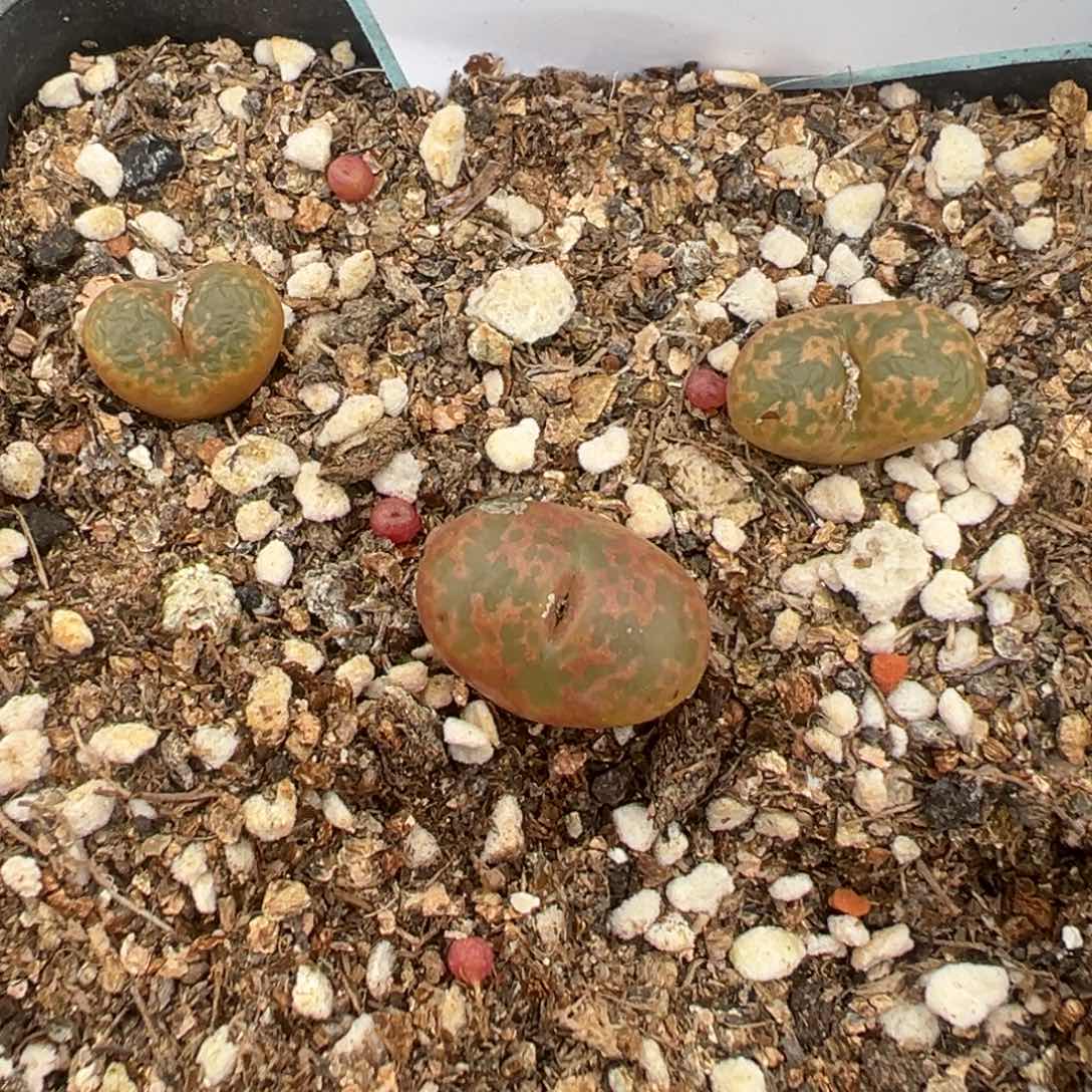 18-80肉锥多肉植物