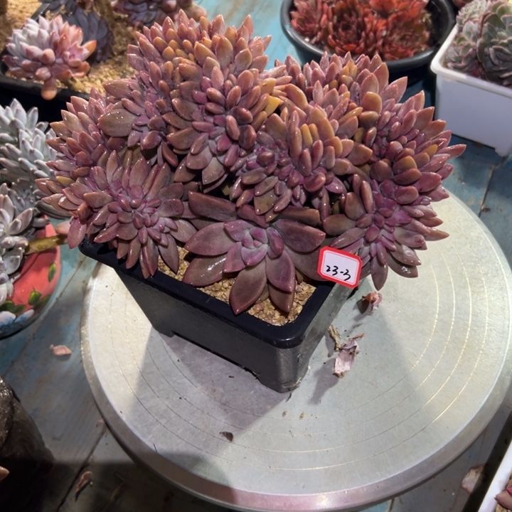 含****精品多肉植物老桩桃花源缀