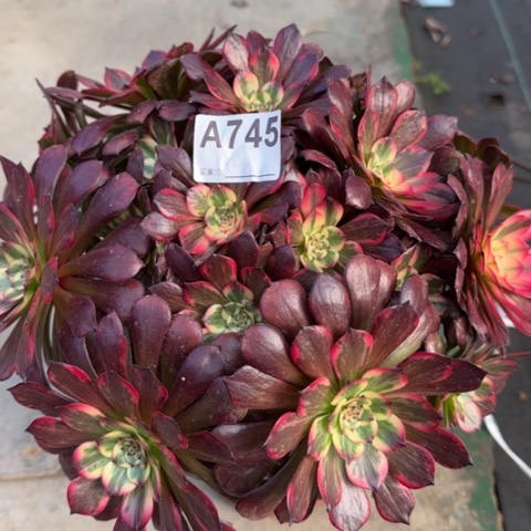 745烟花朵朵30厘米左右