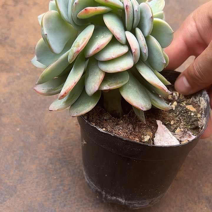 鸡腿桩白凤群生缀化多肉