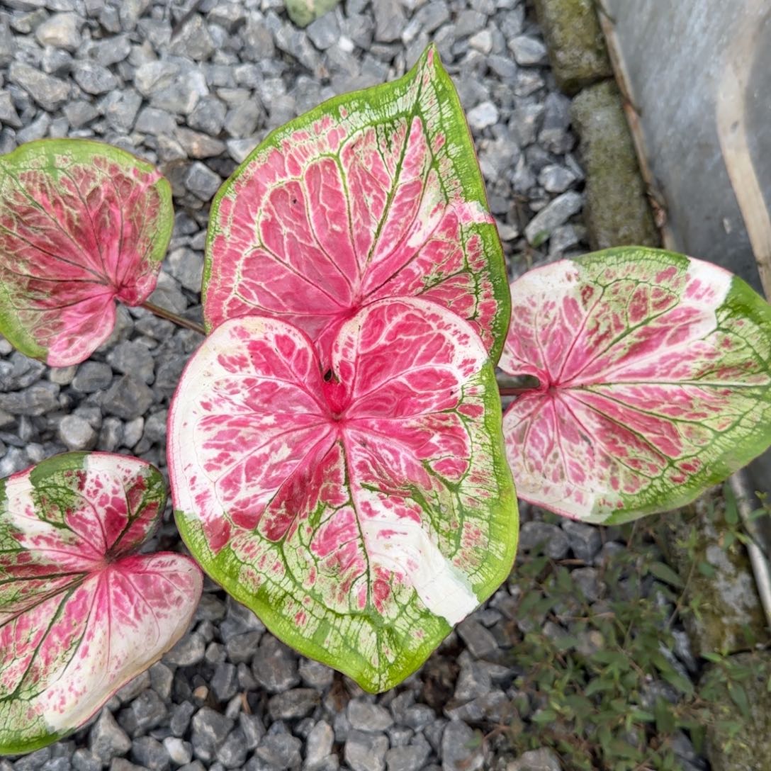 完全开放snowsky，脱土裸根发