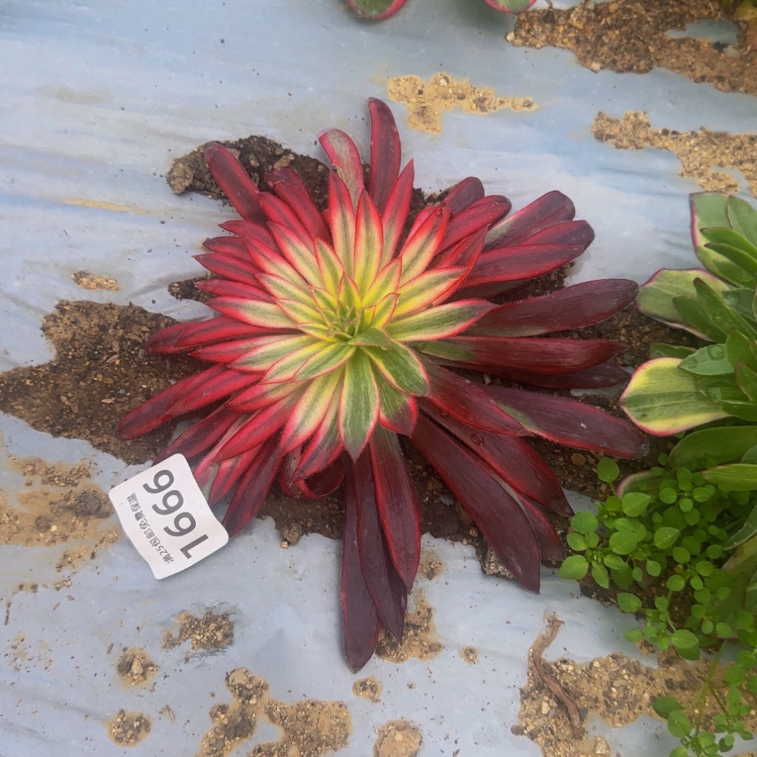 1666朱雀花脸多肉植物