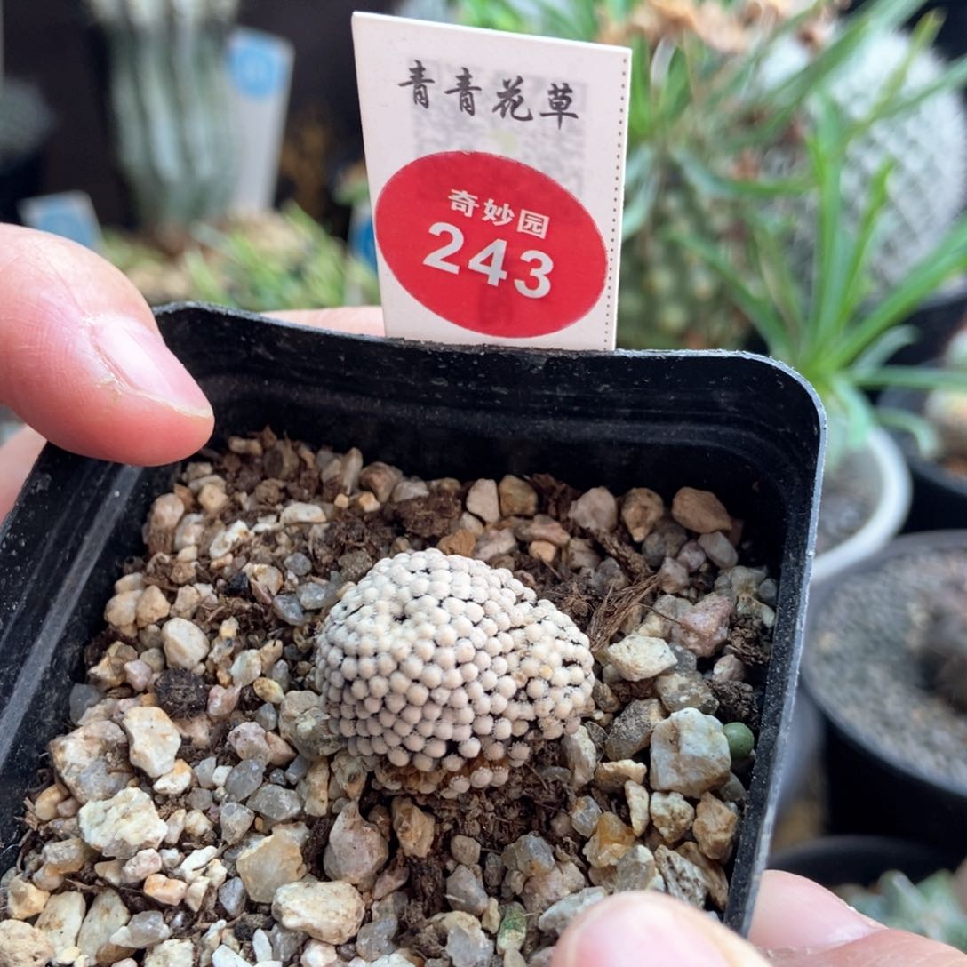 自根松针牡丹双头2.2cm