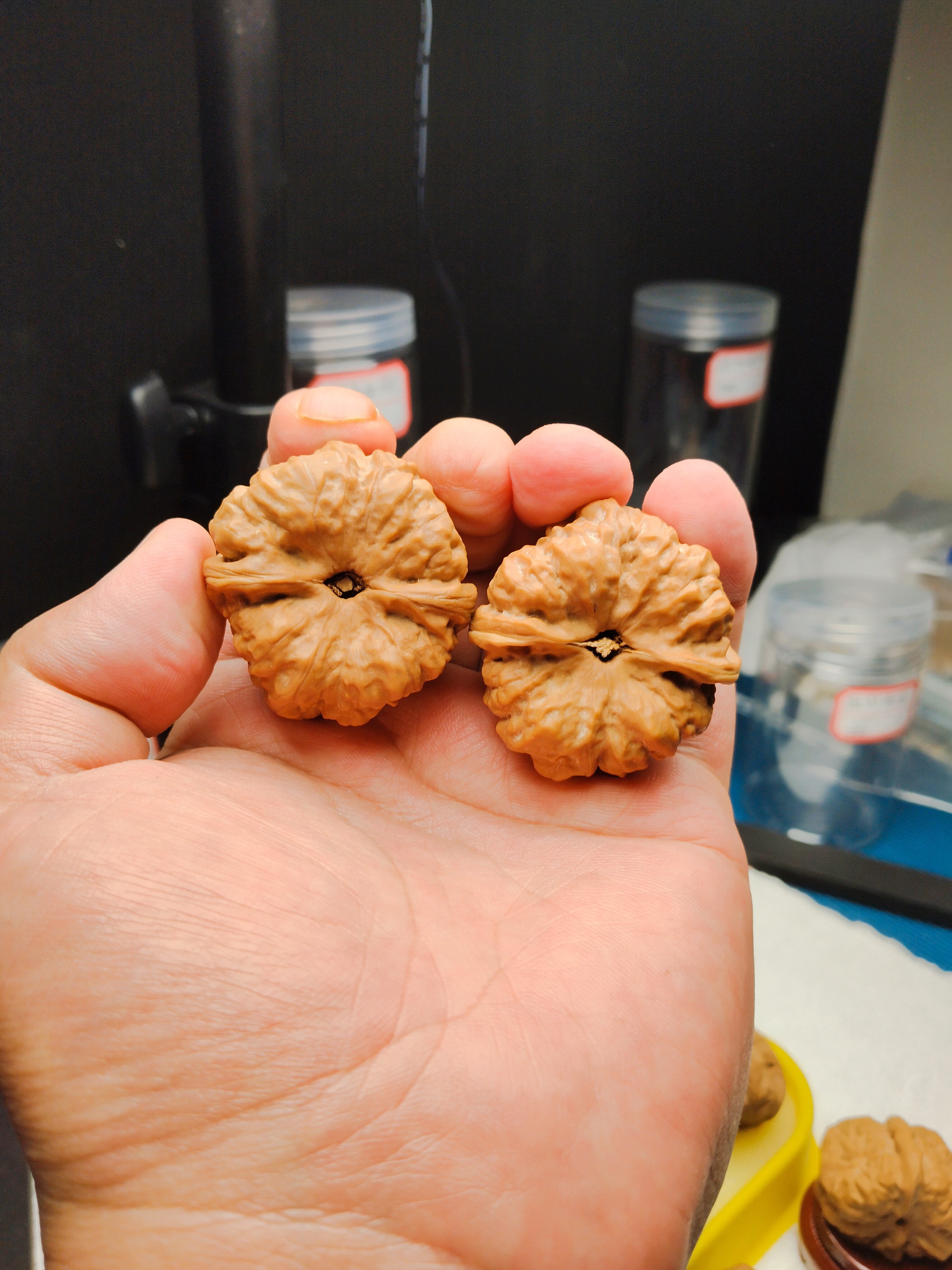 怀柔蛤蟆头文玩核桃金蟾头收藏把玩精品