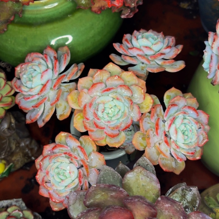 h***哥老桩精品肉肉千山雪