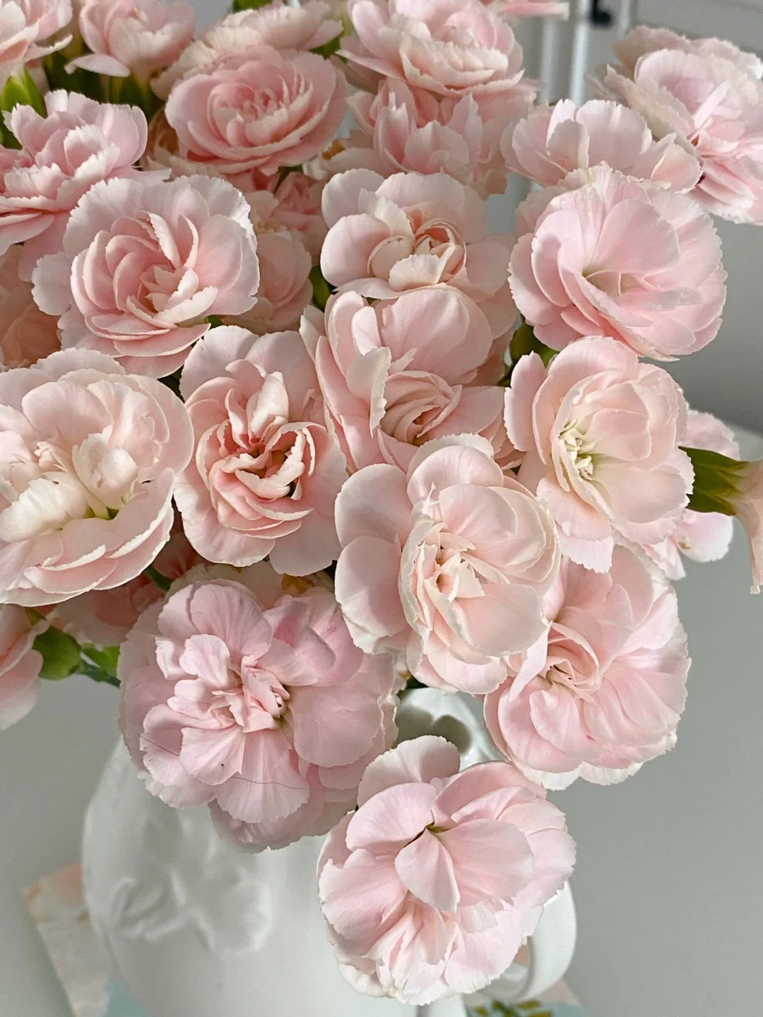 婵之语 小众多头康乃馨留恋