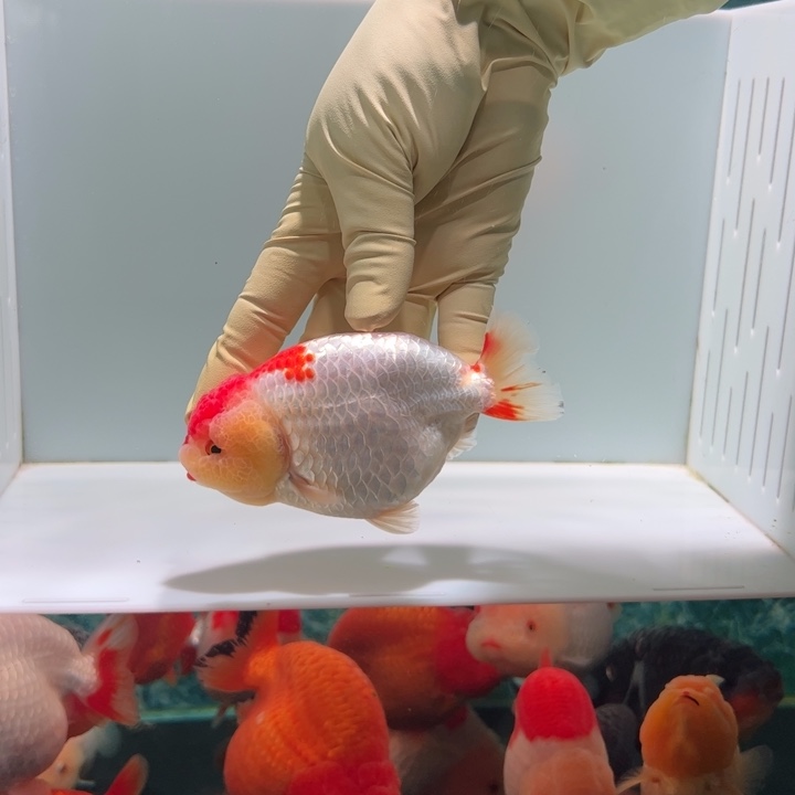 海水鱼红白兰寿金鱼aaa