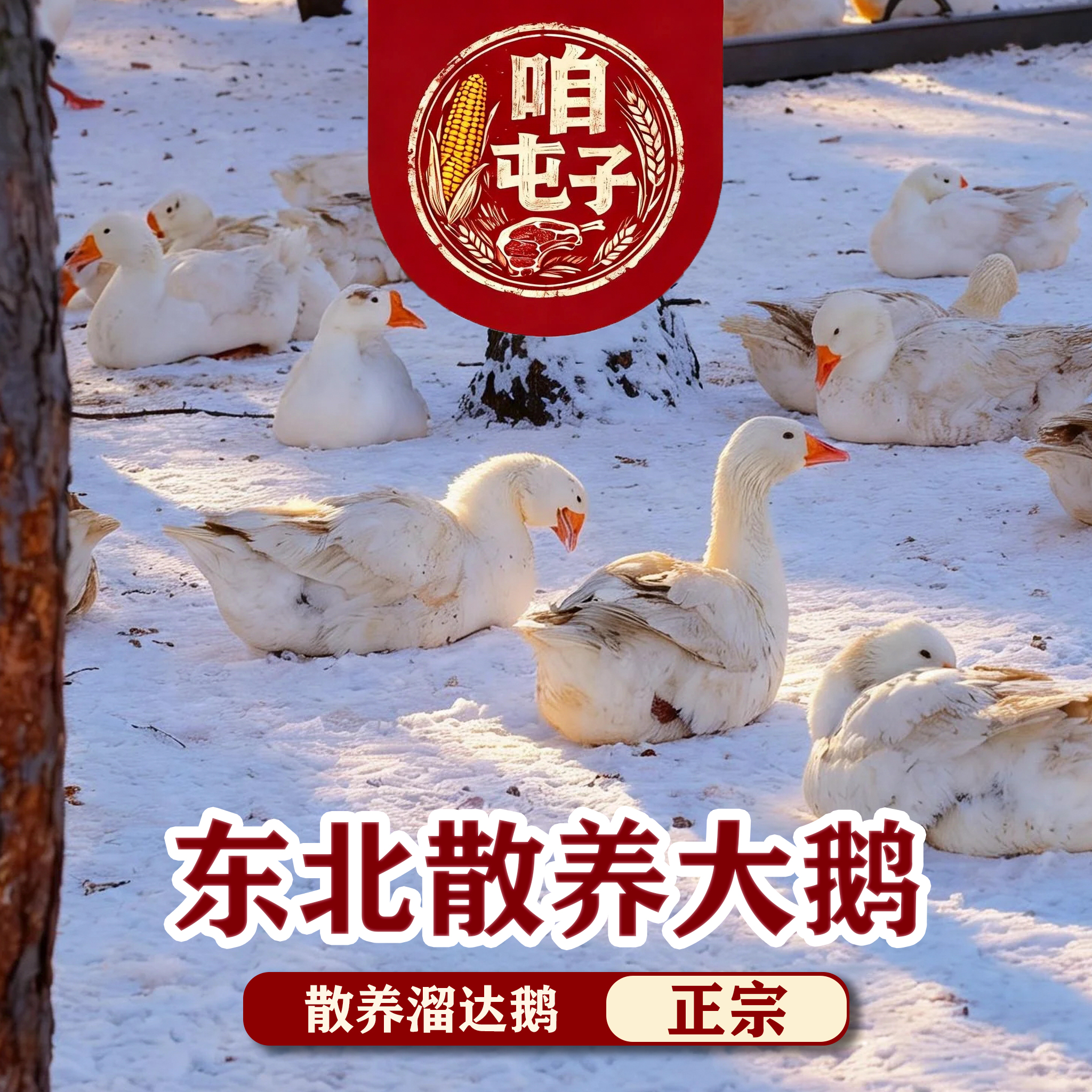 农家放养大白鹅现宰现发带心肝冷链运输-