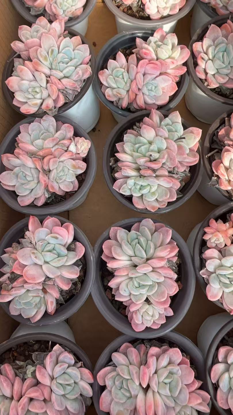 雪媚娘   多肉绿植