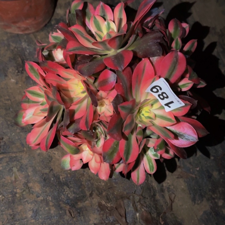 189红牡丹多肉植物不售后砍头老桩