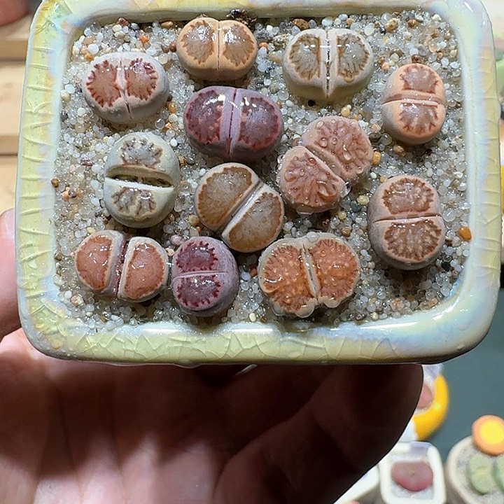 红陶蘑菇491菊纹章