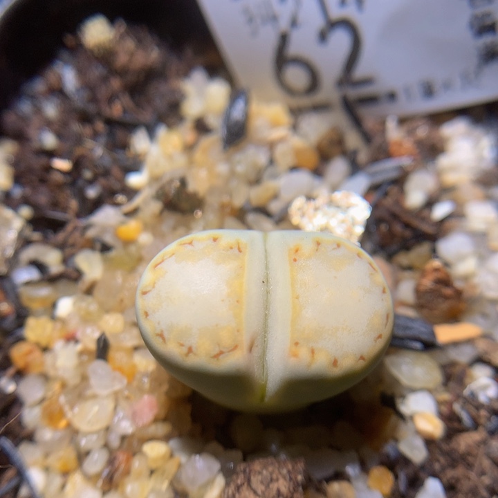 精品生石花214.62