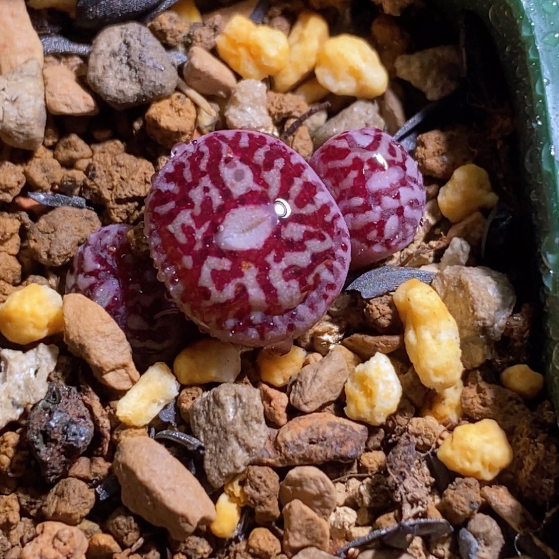 三头优选超墨三头优选超墨