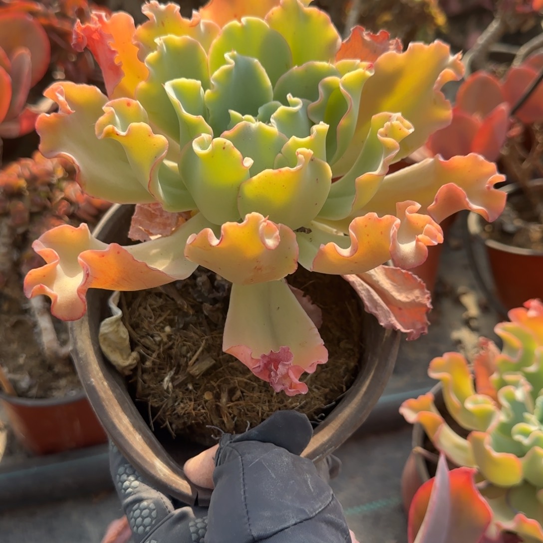 无花朵水瓶座大单头