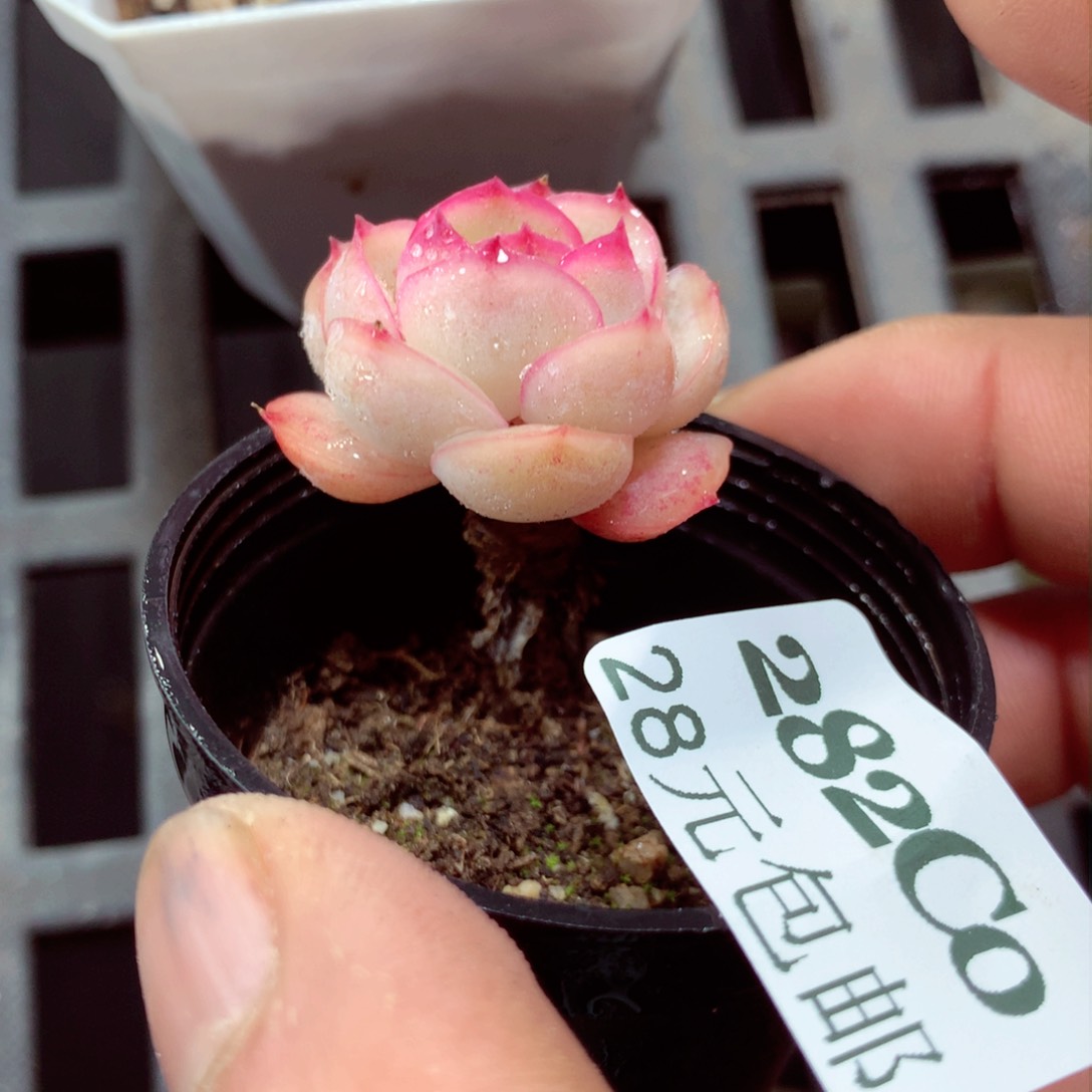 5厘米盆精控多肉282