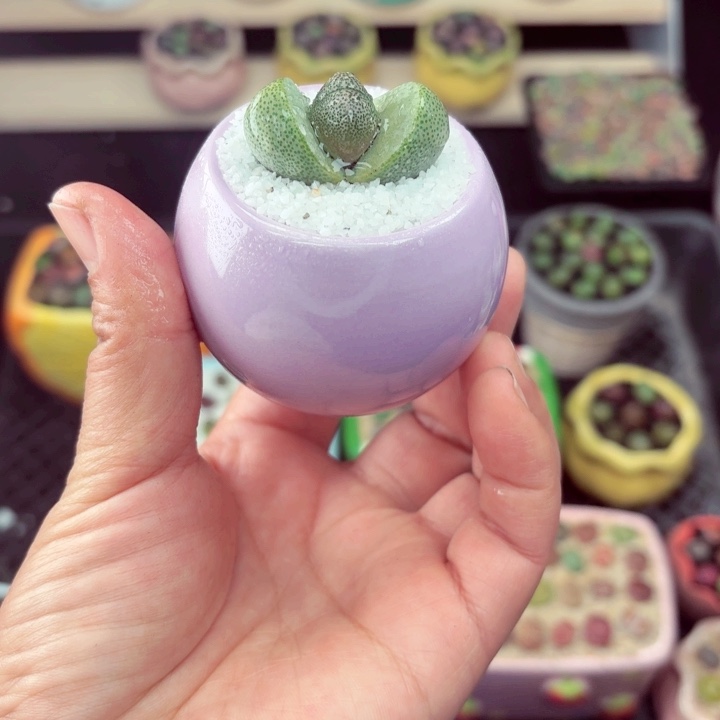 518零下地区记得拍保温箱满18包邮