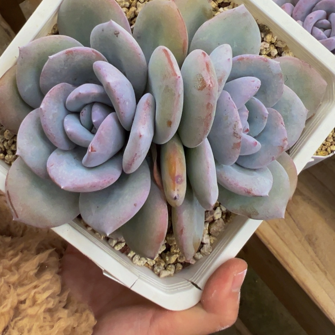 木***呀奶茶双头无砍发货