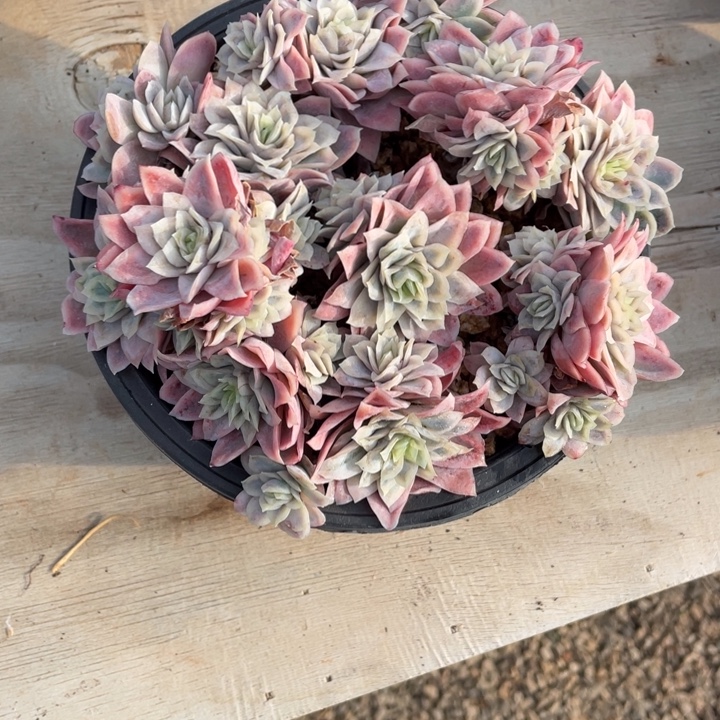 多肉张乔燃女王玫瑰锦