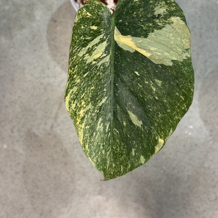 完全开放绿雪一叶一芽