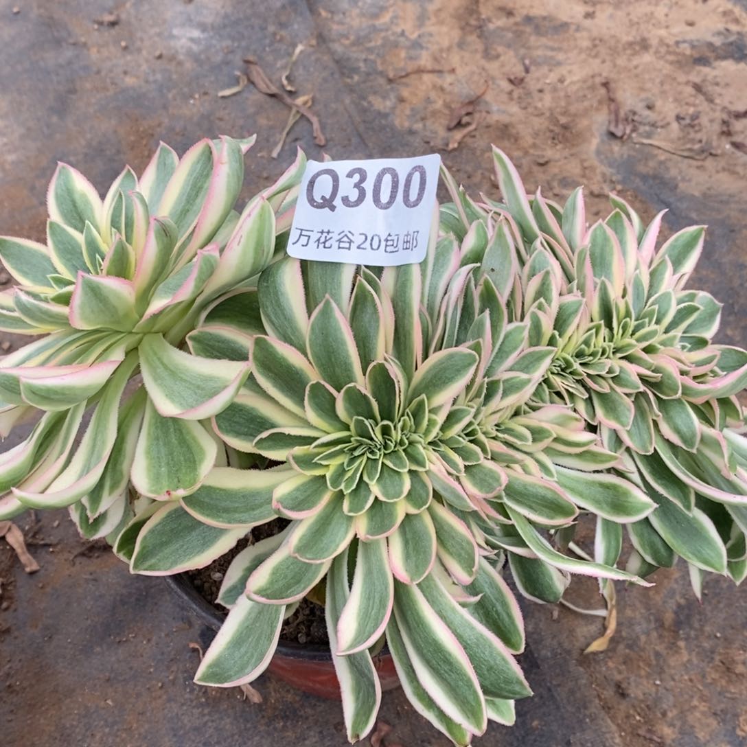 300青莲缀多肉植物