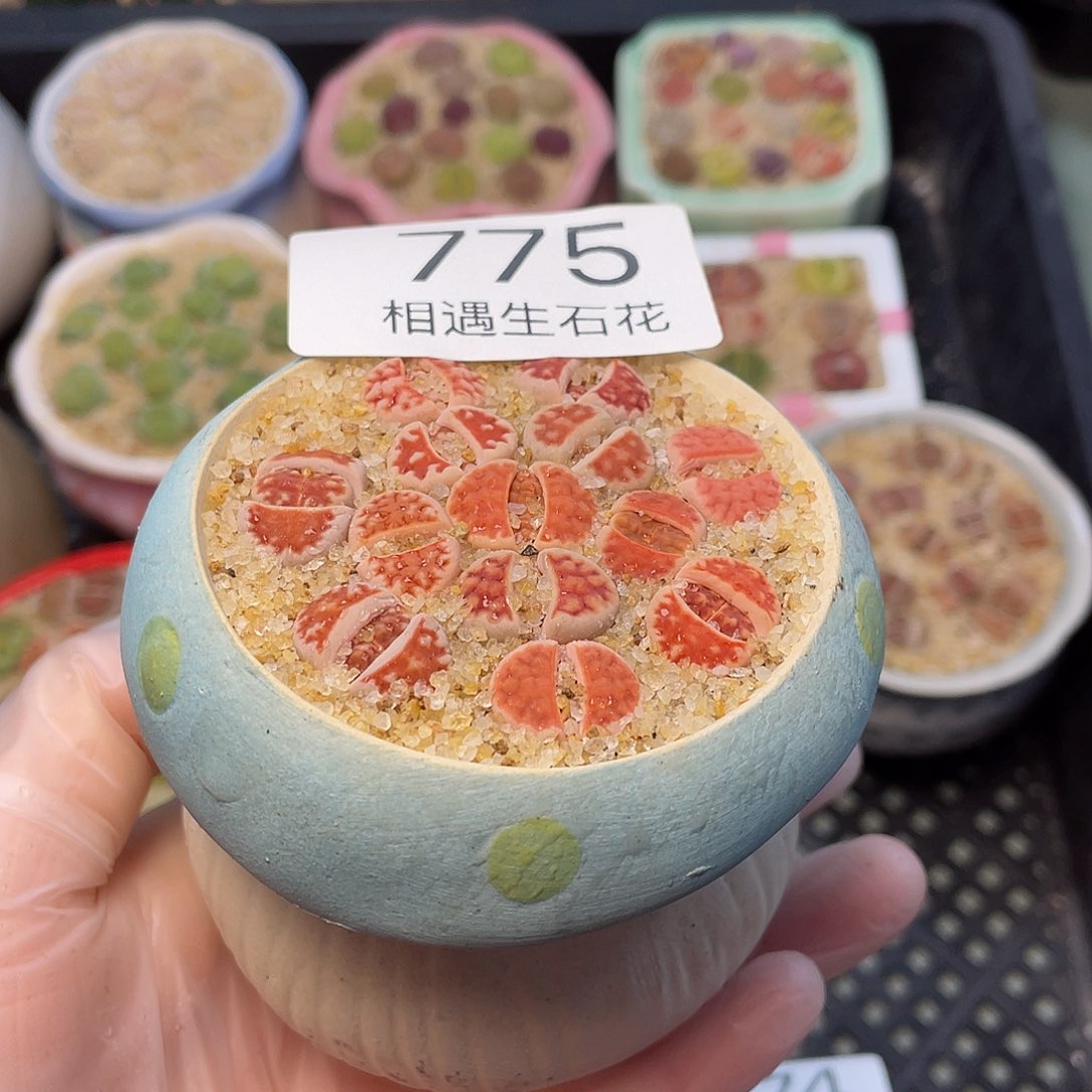 相遇生石花专拍775
