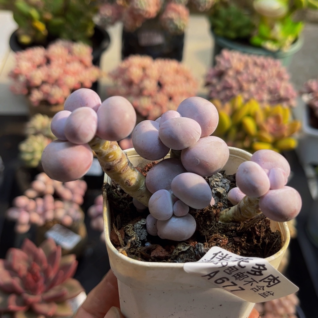 677芭比奶酪6cm多肉