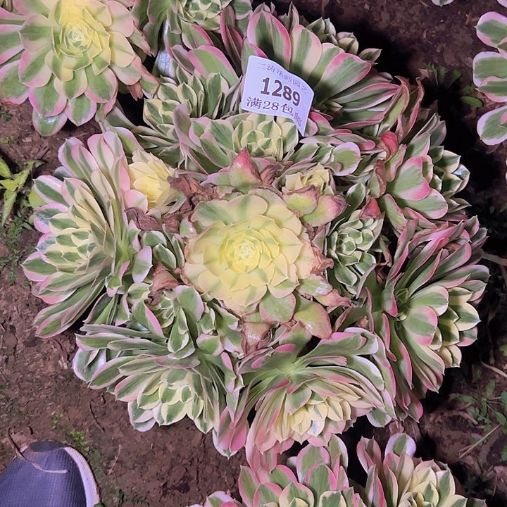 1289白凤多肉2号棚