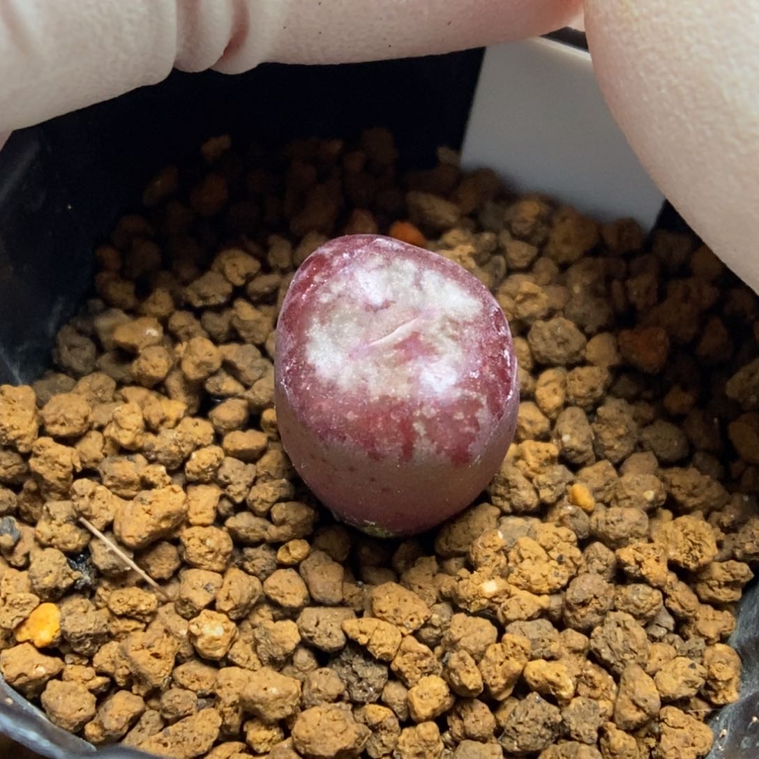 多肉植物肉锥杂交K-017 康菩提杂