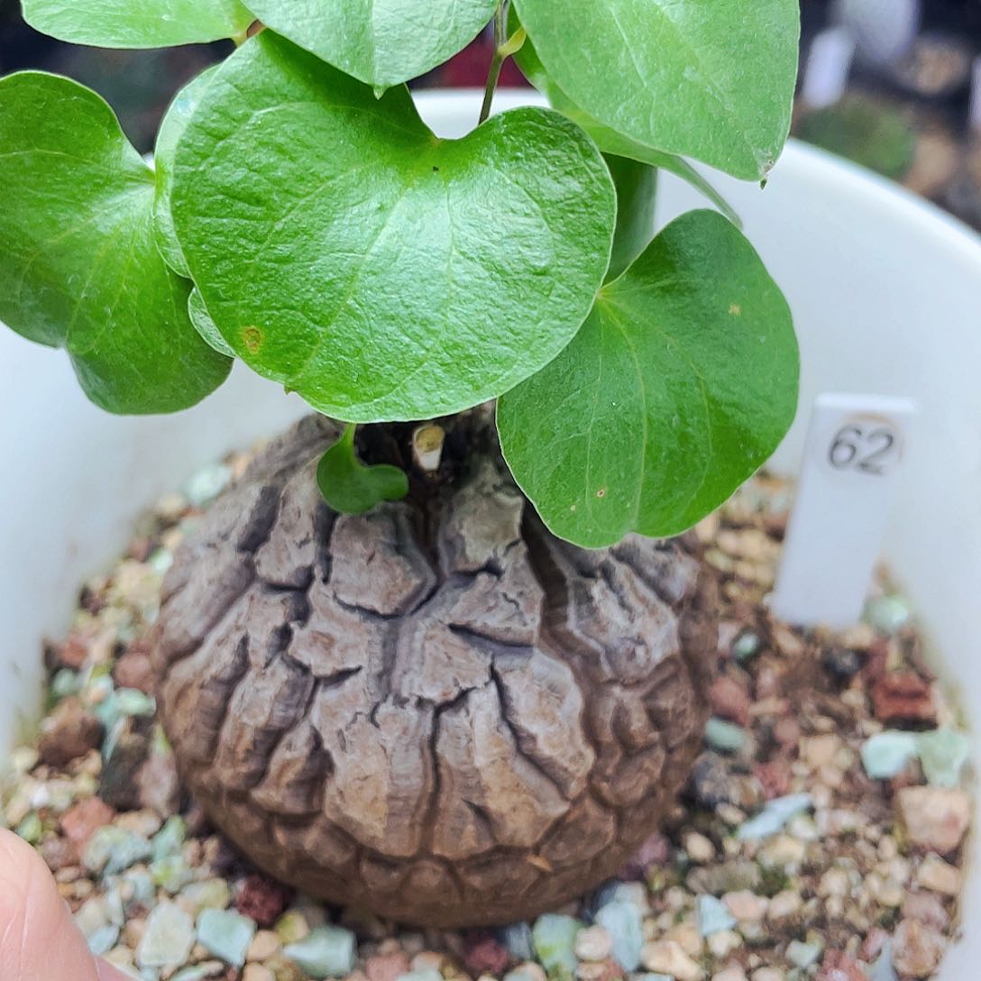 6cm 非偏远地区满25包邮仙人球